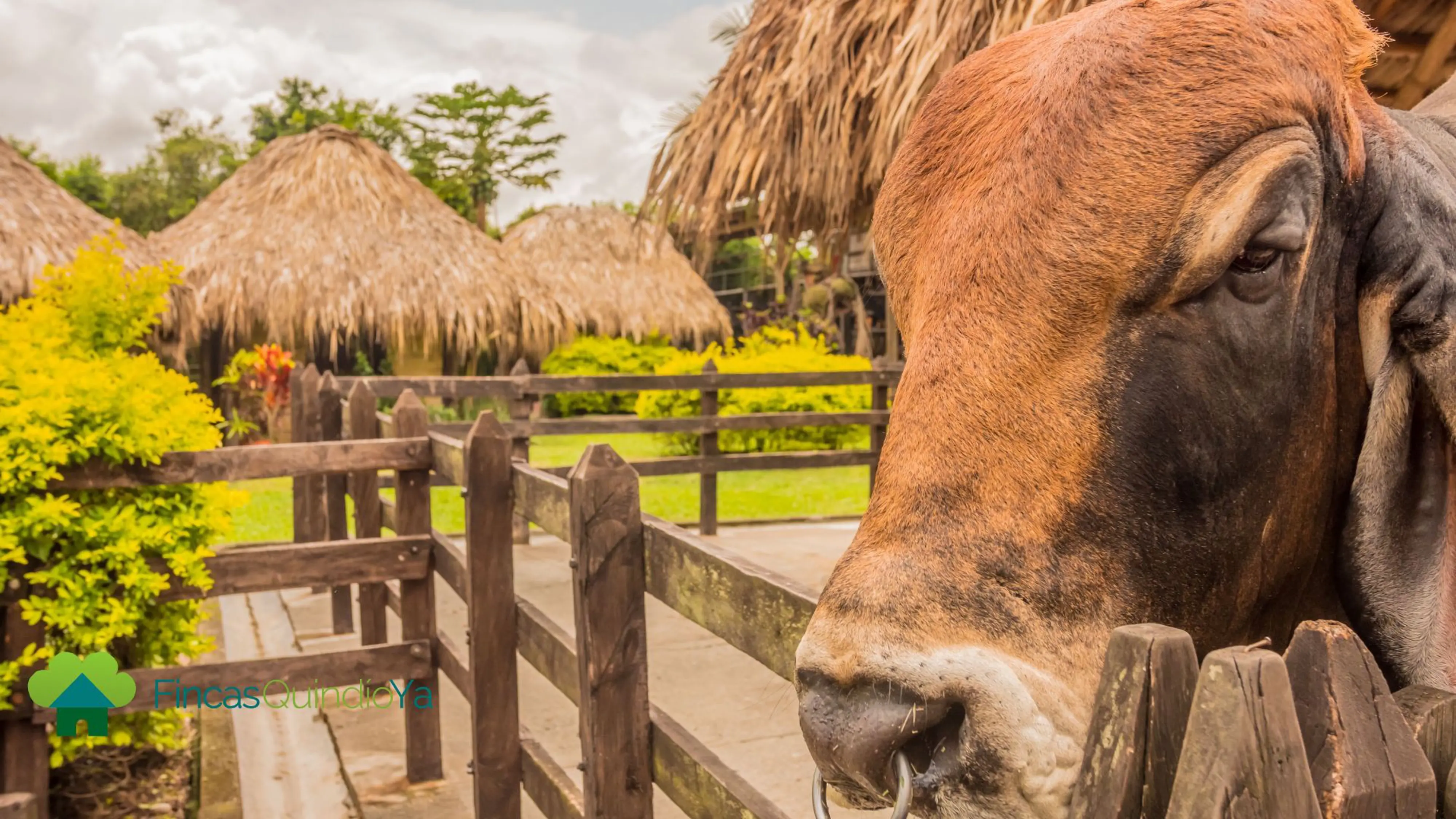 Gamo tour's, turismo, pasadias, transporte en ibagué, colombia