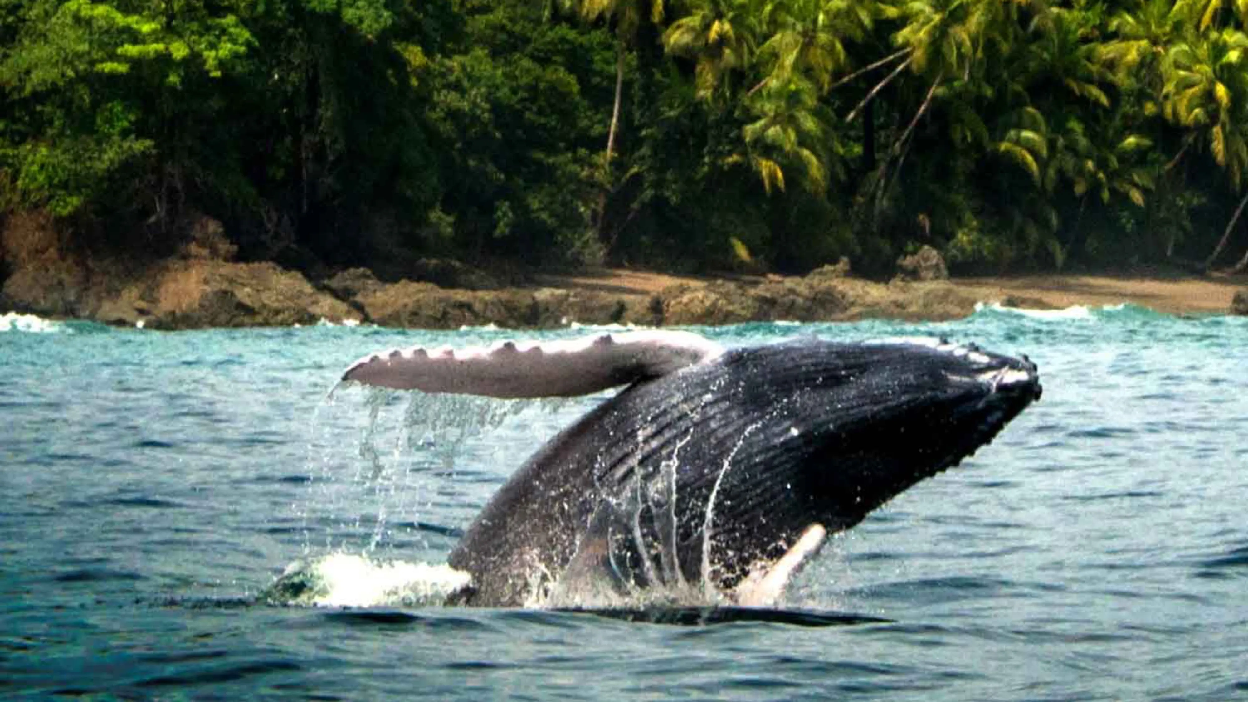 Gamo tour's, turismo, pasadias, transporte en ibagué, colombia